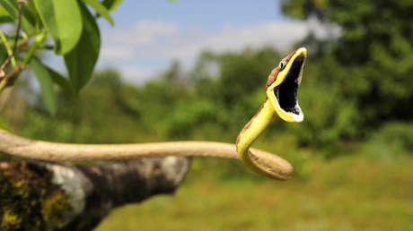 FOTOS: La legendaria Ciudad Blanca de Honduras es refugio de incontables especies en peligro de extinción