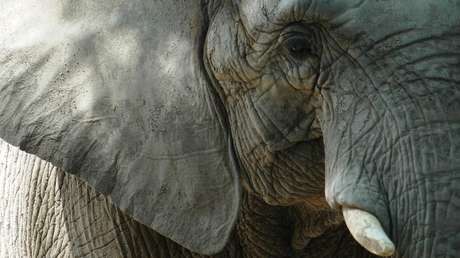 VIDEO: Golpean salvajemente a elefantes para que participen en un partido de fútbol