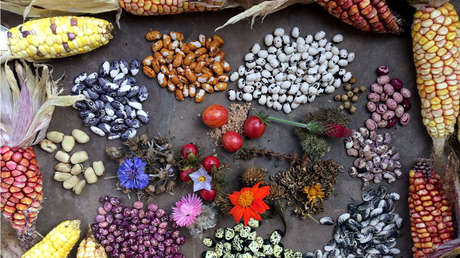 Qué es un 'sistema regenerativo de vida' y cómo más de 100 familias lo desarrollan en Ecuador