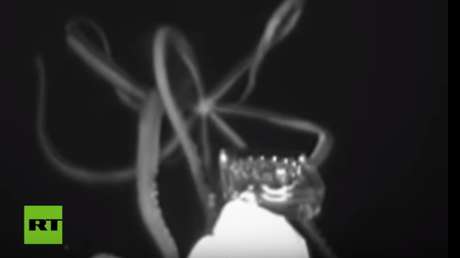 VIDEO: Captan un calamar gigante en las profundidades del golfo de México