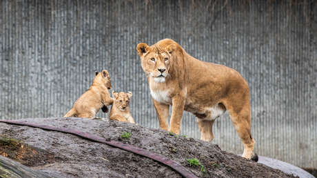 VIDEO: Disfrazan a un hombre de león en Japón para ensayar una captura y la reacción de los felinos no tiene precio