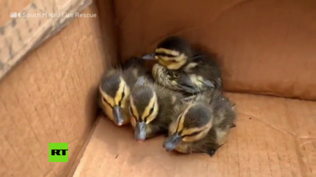 VIDEO: Dramático rescate de unos patitos con la ayuda de un video de YouTube