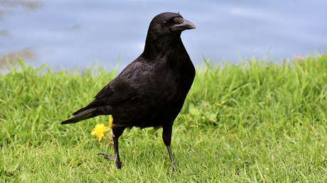 VIDEO: Aclaran el fenómeno del aterrador cuervo 'megamúsculo'