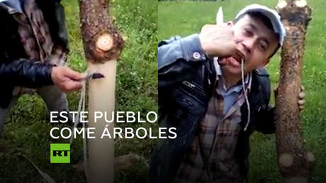 Para estas personas los árboles son un manjar