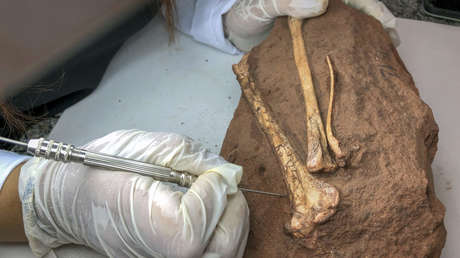 Descubren una nueva especie de dinosaurio que vivió al sur de Brasil cuando la zona era un desierto (FOTOS)