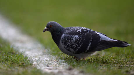 ¿Un balón con plumas? Una paloma capta la atención del Argentina-Venezuela en la Copa América (VIDEO)