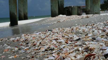 Mejillones de California se cocinan (literalmente) con la ola de calor