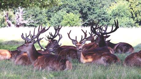 VIDEO: Seis ciervos escapan de la ola de calor en EE.UU. con un 'baño colectivo' en un lago