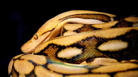 Reino Unido: La Policía busca a una pitón de casi 3 metros que escapó de una casa en Cambridge