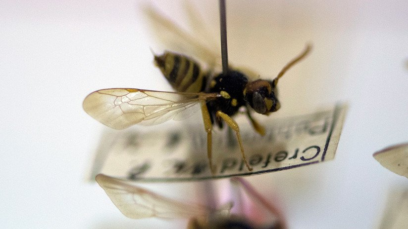 Los insectos enfrentan el mayor peligro de extinción desde la era de los dinosaurios