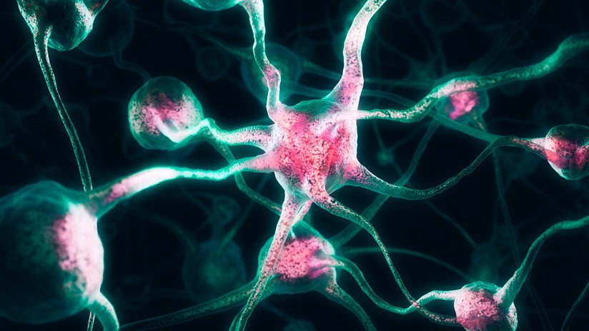 Cultivan un 'minicerebro' con actividad neuronal coordinada