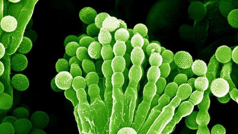 El moho presente en la EEI puede sobrevivir a la radiación 200 veces más que los humanos y contaminar otros planetas