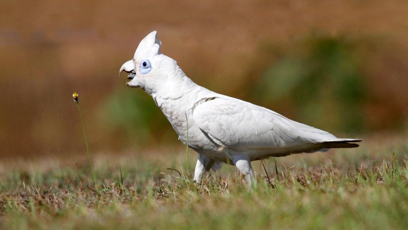 Aprendió a ladrar: una cacatúa 'se volvió' perro luego de vivir con ellos (VIDEO)