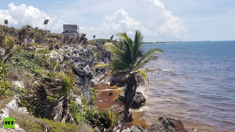 VIDEO, FOTOS: Tulum, la única ciudad maya a orillas del mar, enfrenta la invasión del sargazo