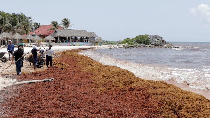 ¿La "nueva normalidad"? Identifican el mayor cinturón de sargazo del mundo en el Atlántico 