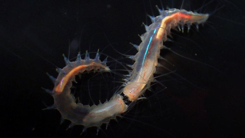 FOTO, VIDEO: Gusanos subacuáticos pueden emitir un sonido más fuerte que el de un caza despegando