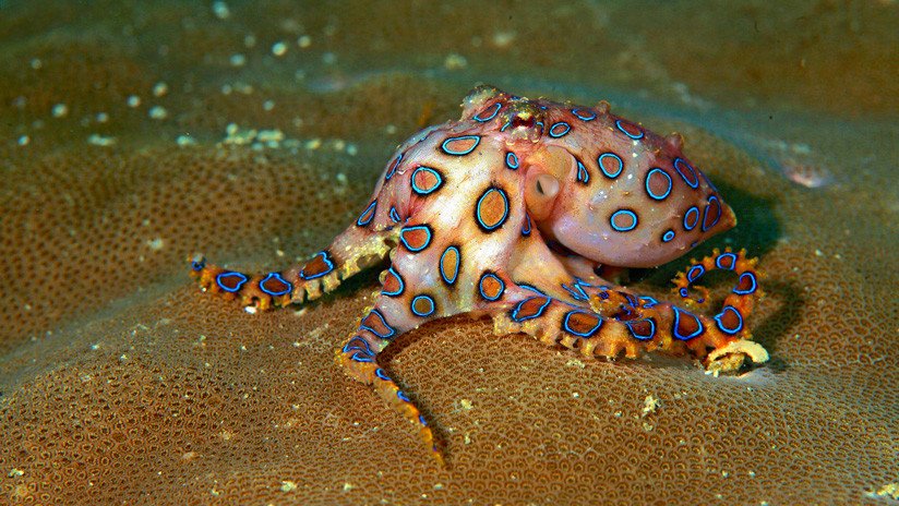 VIDEO: Se filma con un pulpo venenoso capaz de matar a 26 personas y salva su vida de milagro