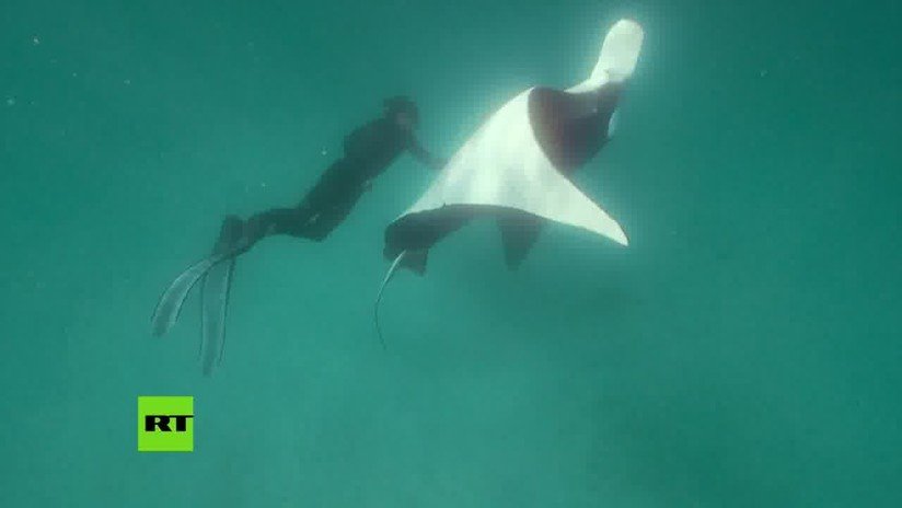 VIDEO: Una mantarraya gigante se acerca a un buceador para pedir que le salve la vida