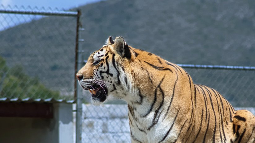 VIDEO: Un tigre escapa de un descapotable en Rusia y trata de huir de su amo por la calle