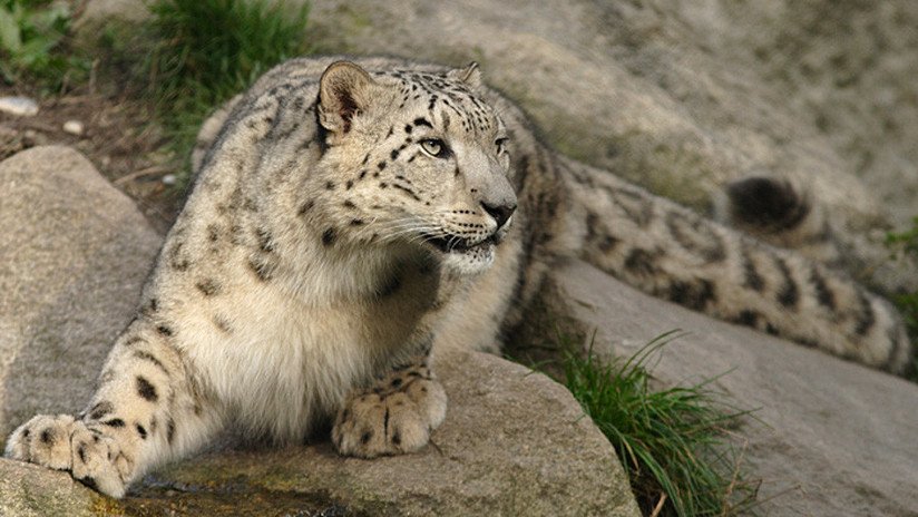 VIDEO: Captan una familia de leopardos de las nieves, uno de los depredadores más esquivos del mundo