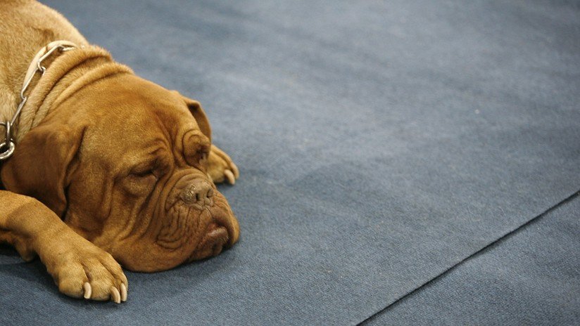 FOTO: Una perra camina 200 kilómetros buscando a la pareja que la rechazó