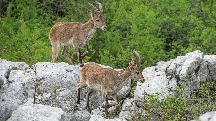 ¿Puede encontrar a todas las cabras montesas que hay en esta imagen? Un fotógrafo capta el camuflaje natural de estos animales