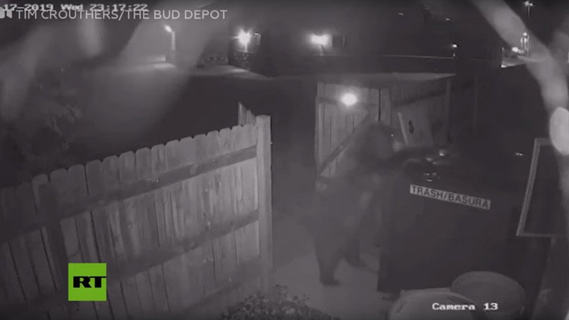VIDEO: Un oso roba un contenedor de basura en una tienda de marihuana