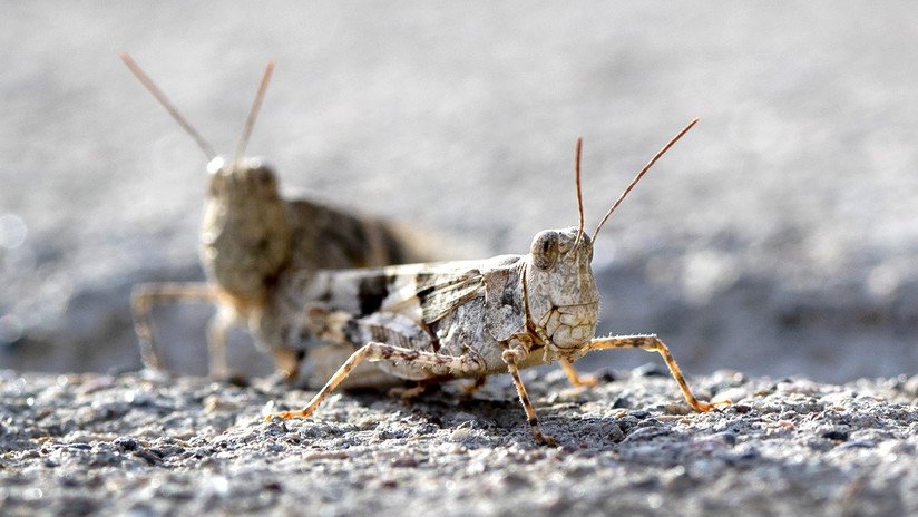 VIDEOS: Una plaga de saltamontes se apodera de Las Vegas