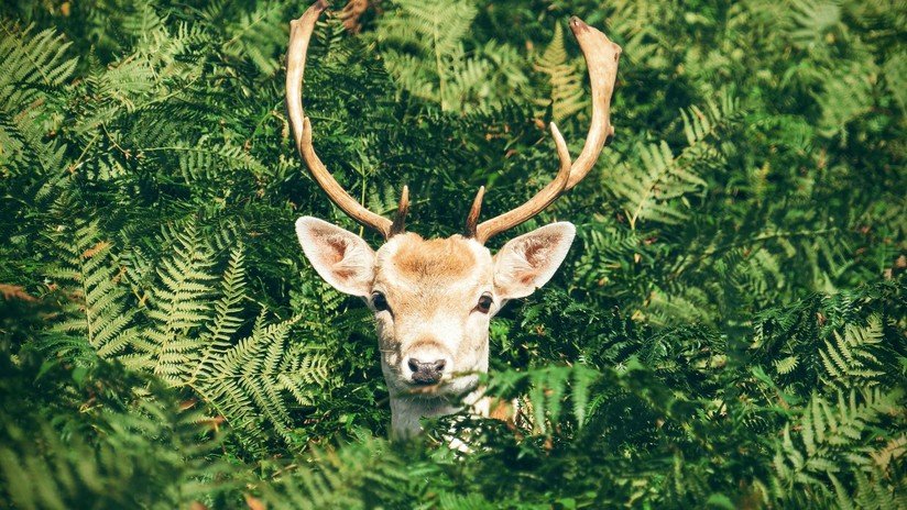 FOTO: Dos renos 'disfrutan' de un día de playa en medio de un calor anormal en Finlandia
