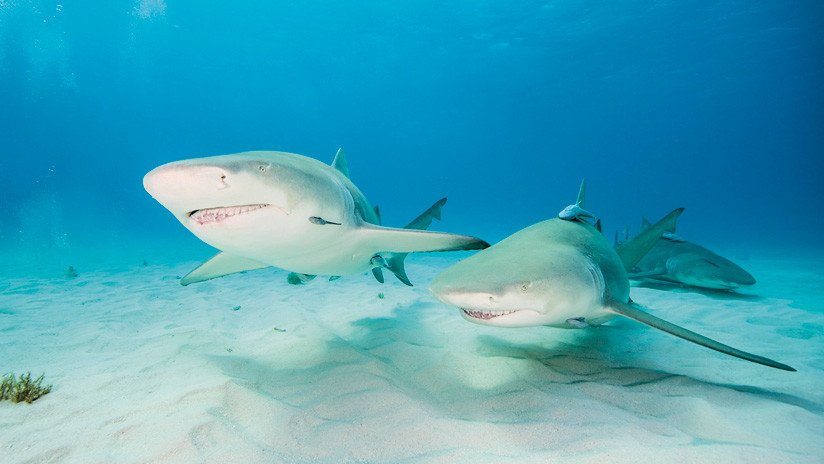 VIDEO: Un 'youtuber' pone a prueba el olfato de los tiburones utilizando su propia sangre como carnada