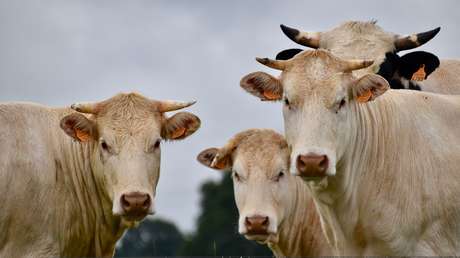 VIDEO: Encandila a todo un rebaño de vacas tocando el saxofón