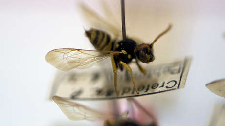 Los insectos enfrentan el mayor peligro de extinción desde la era de los dinosaurios