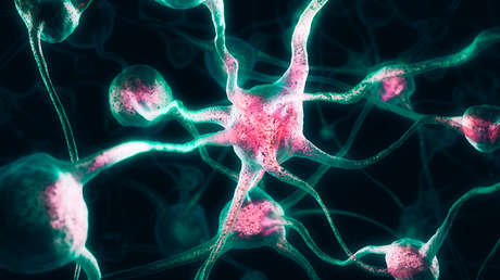 Cultivan un 'minicerebro' con actividad neuronal coordinada