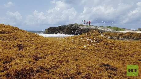 FOTOS: La gigantesca mancha de sargazo llega a las playas de México