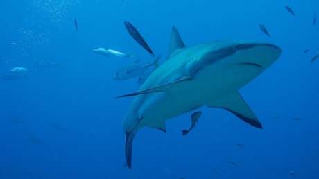 FOTOS: Decide fotografiar a su familia con un dron y capta a un tiburón nadando hacia sus hijos
