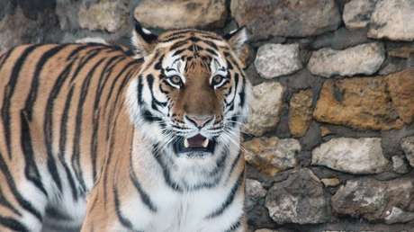 Reino Unido: Revelan que el cadáver mutilado de una empleada matada por un tigre fue descubierto por un visitante del zoológico