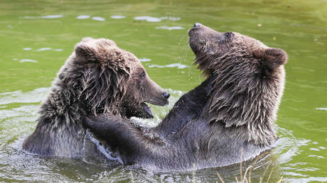 VIDEO: Captan desde un escondite "la mejor pelea de osos de la historia" 