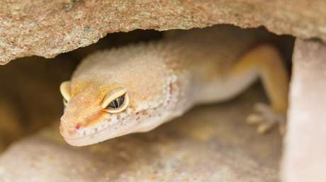 Se come un lagarto por una apuesta y muere "podrido" por dentro días después