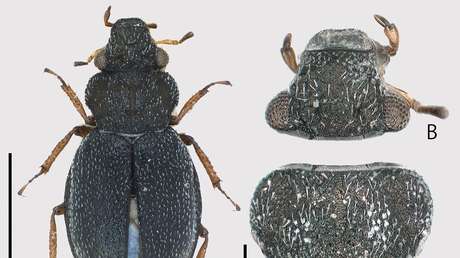 FOTOS: Hallan una nueva especie de escarabajo en un inesperado rincón de Japón 