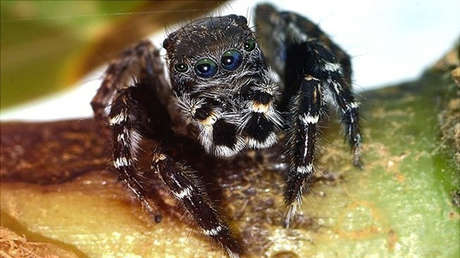 Una especie de araña australiana es bautizada en honor al ícono de la moda Karl Lagerfeld