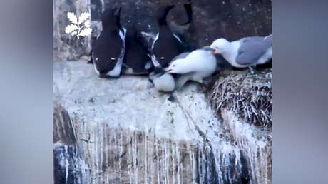 VIDEO: El raro momento en que una gaviota enojada ayuda a una cría de otra especie a saltar de un acantilado