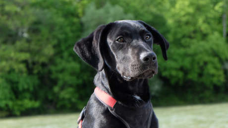 FOTO, VIDEO: Un perro se reúne con su dueño tras nueve años de estar desaparecido