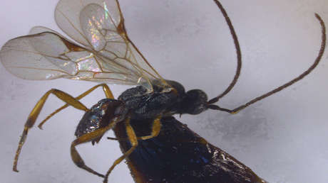 FOTOS: Identifican dos nuevas especies de avispas parásitas halladas en China a 3.400 metros sobre el nivel del mar