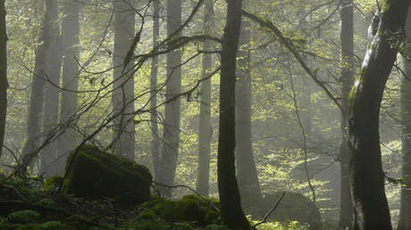 Incluyen a los bosques del Caspio iraní en la lista de Patrimonio Mundial de la UNESCO