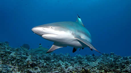 Un surfista resuelve el misterio de quién estuvo a punto de arrancarle un pie en la playa 25 años después