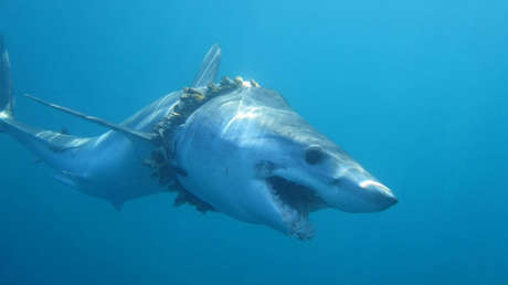 El drama del más de un millar de especies marinas atrapadas en trampas de plástico 