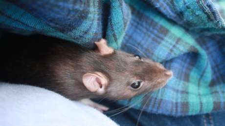VIDEOS: Captan a ratones escalando por percheros con ropa en una popular tienda en Chile