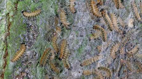 FOTOS: Europa lucha contra la propagación de una oruga tóxica que puede causar asma