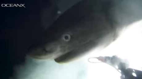 VIDEOS: Logran captar imágenes únicas y marcar por primera vez en aguas profundas una especie de tiburón que quedó casi intacta desde el Jurásico