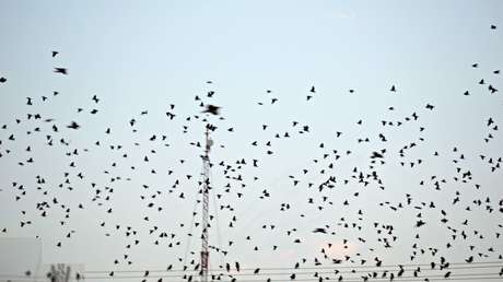 La Fuerza Aérea de la India, preocupada por posibles ataques (de palomas) a sus cazas Rafale